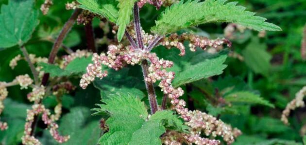 بحث عن اهمية نبات القريص واستخداماته