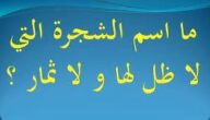 لغز ما هي الشجرة التي ليس لها ظل وليس لها ثمار