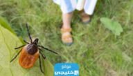  ما هو مرض لايم؟!.. (الأعراض + الاسباب + العلاج)