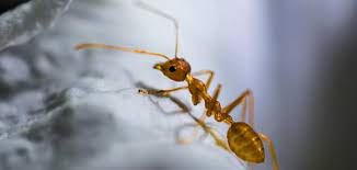 ما هي الحشرة التي تكلمت في القران الكريم ؟