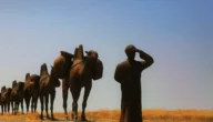 الدواس وش يرجعون، ما هو اصل عائلة الدواس من اي قبيلة