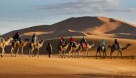 العواد وش يرجعون، ما هو اصل عائلة العواد من اي قبيلة 7 العواد وش يرجعون، ما هو اصل عائلة العواد من اي قبيلة