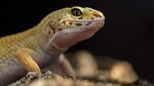 هل ينظر البرص للمرأة بشهوة