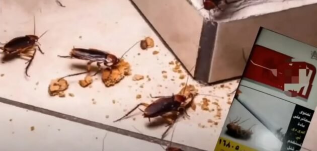 بسيجارة واحده تخلصي من الصراصير والحشرات فكره منزليه مذهلة 1 بسيجارة واحده تخلصي من الصراصير والحشرات فكره منزليه مذهلة