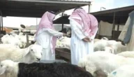 طريقة الاستعلام عن دعم المواشي وشروط الحصول عليه