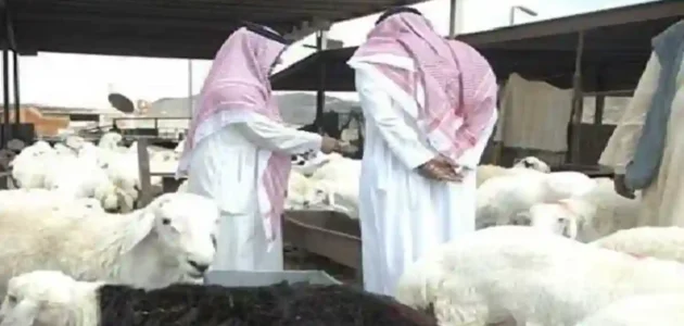 طريقة الاستعلام عن دعم المواشي وشروط الحصول عليه