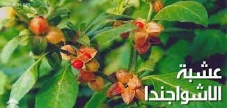 ما هي فوائد عشبة ashwagandha للرجال