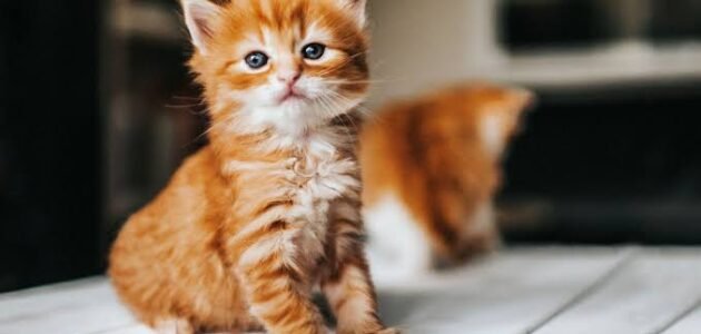 معنى قط باللبناني - خليجنا 1 معنى قط باللبناني – خليجنا