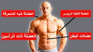 كيف نجعل عضلاتنا اكبر واقوى