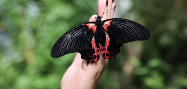 شكل الفراشة عن قرب تحت المجهر