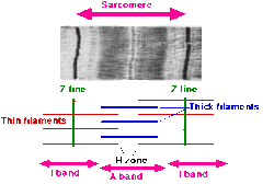 ما هو الساركومير ويكيبيديا واين يوجد