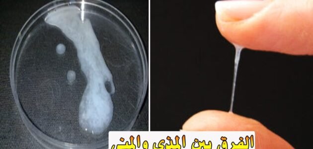 ما الفرق بين المذي والمني وحكمهما للمرأة