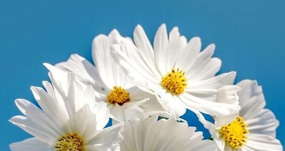 خلفيات جوال جميلة للبنات 2024 اجمل خلفيات موبايل كيوت للبنات