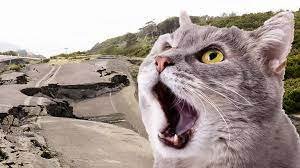 هل تشعر القطط بالزلازل - خليجنا 1 هل تشعر القطط بالزلازل – خليجنا