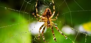 هل للعنكبوت هيكل عظمي – خليجنا