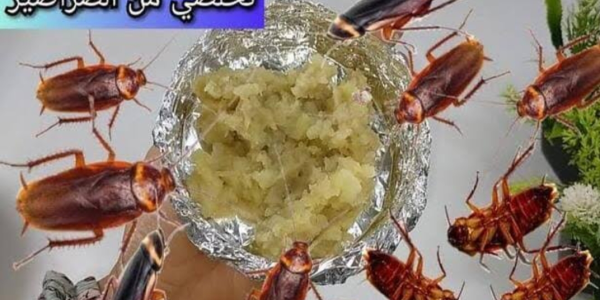 العجينة السحرية للتخلص من الصراصير 1 العجينة السحرية للتخلص من الصراصير