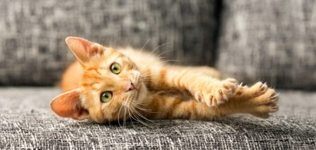 كيف أعرف نوع قطتي بالصور