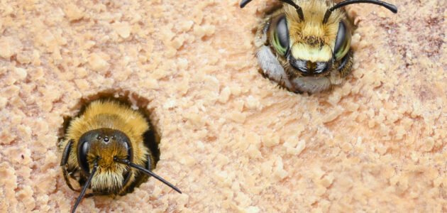 Bug Photography Awards 2020 – Discover Wildlife