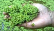 ما هي الازولا الخضراء - خليجنا 7 ما هي الازولا الخضراء – خليجنا