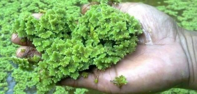 ما هي الازولا الخضراء - خليجنا 1 ما هي الازولا الخضراء – خليجنا
