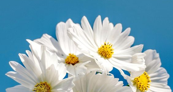 صور حلوه للموبايل حلوه وفخمه 2024 صور خلفيات جوال 1 صور حلوه للموبايل حلوه وفخمه 2024 صور خلفيات جوال