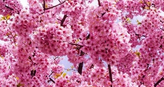 خلفيات جميله للموبايل ورود 2024 خلفيات جوال حصرية فائقة الجودة