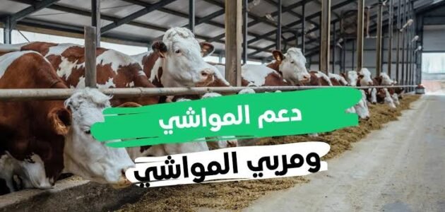 شروط الدعم المالي لمرابي صغار المواشي للنساء