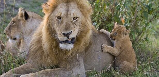 لماذا يقتل الاسد اشباله – خليجنا