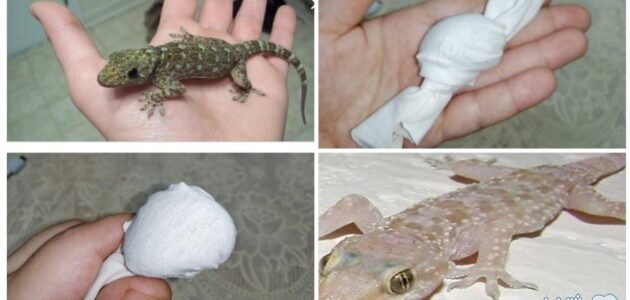 كيفية التخلص من البرص “الوزغ” لطرده نهائيا من المنزل