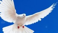 أفضل أنواع الحمام للطيران – خليجنا