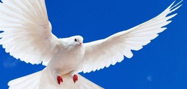أفضل أنواع الحمام للطيران – خليجنا