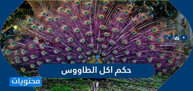 حكم اكل الطاووس – خليجنا