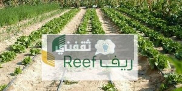 وقت التحقق من أهلية ريف وشروط الاستحقاق