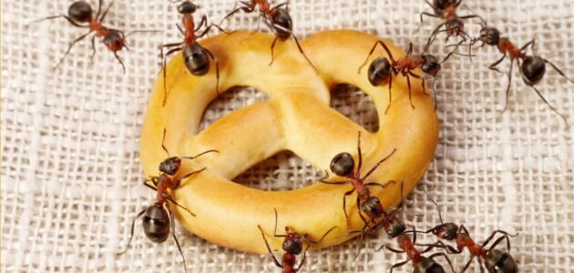 كيفية التخلص من النمل نهائيا من المنزل وما هي أسباب ظهوره 1 كيفية التخلص من النمل نهائيا من المنزل وما هي أسباب ظهوره