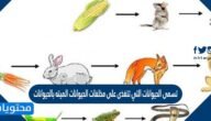 تسمى الحيوانات التي تتغذى على مخلفات الحيوانات الميته بالحيوانات