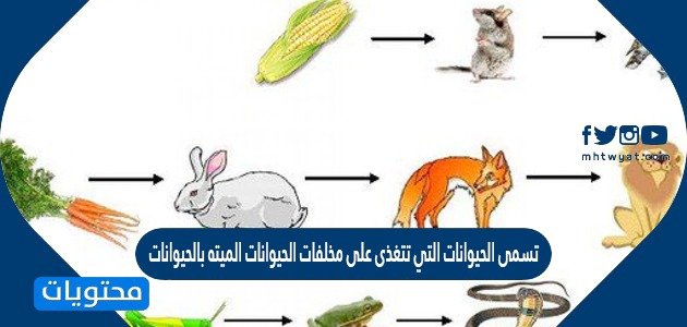 تسمى الحيوانات التي تتغذى على مخلفات الحيوانات الميته بالحيوانات