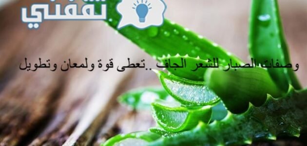 وصفات الصبار للشعر الجاف.. تعطي قوة ولمعان وتطويل