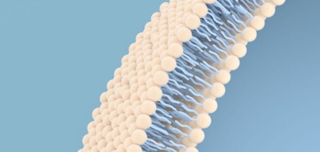 بحث في مصادر المعلومات المختلفة واكتب تقريرا عن الليبيدات المفسفرة
