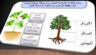 مطوية المخلوقات الحية الصف الثالث ابتدائي
