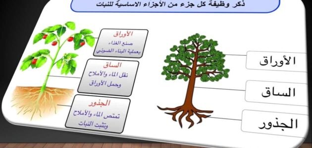 مطوية المخلوقات الحية الصف الثالث ابتدائي