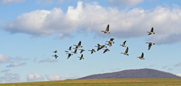 لماذا تهاجر الطيور في فصل الخريف 1 لماذا تهاجر الطيور في فصل الخريف