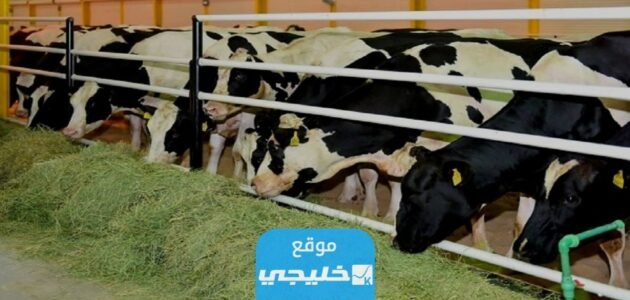 موعد صرف اعانة مربي المواشي في السعودية 1445/2023