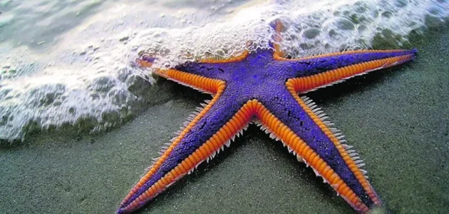 كم عدد الارجل التي يمتلكها نجم البحر