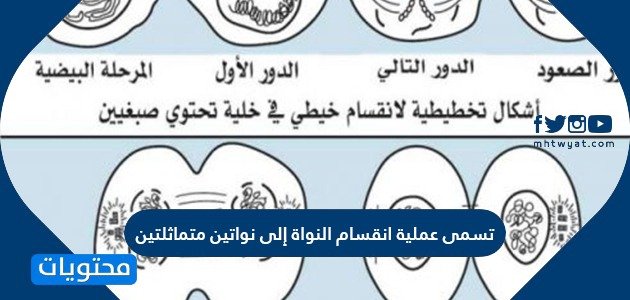 تسمى عملية انقسام النواة إلى نواتين متماثلتين