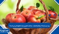يوجد في السلة ١٥ برتقالة و٨ تفاحات ، فما العدد التقريبي لحبات الفاكهة التي في السلة؟