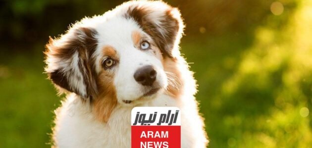 اسماء كلاب ذكور بالفرنسية – خليجنا
