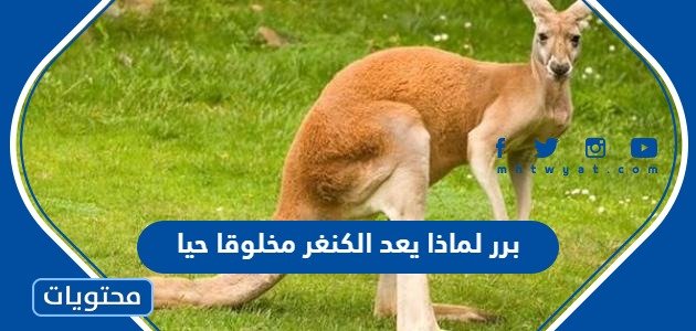 برر لماذا يعد الكنغر مخلوقا حيا