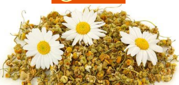 فوائد مذهلة للبابونج على الصحة تعرف عليها لن تتركه بعد اليوم 1 فوائد مذهلة للبابونج على الصحة تعرف عليها لن تتركه بعد اليوم