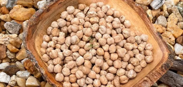 تجربتي مع بذور الاكبي في التسمين ونتائجها