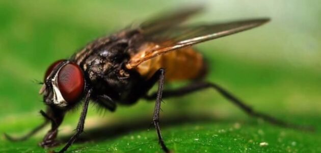 التخلص من الذباب بطرق طبيعية وآمنة 100% بدون مبيدات